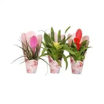 PENNY Bromelien Mix in Geschenkverpackung div. Farben/Sorten Penny Angebot