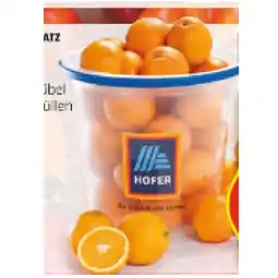 Hofer Orangen im Kübel HOFER Angebot