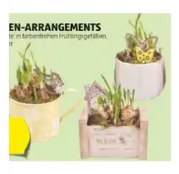 Hofer Narzissen-Arrangements HOFER Angebot