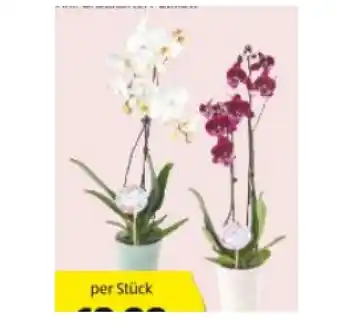 Hofer Orchidee 2-Trieber HOFER Angebot