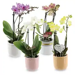 Hofer Orchidee Multiflora HOFER Angebot