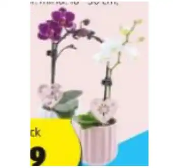 Hofer Mini-Orchidee HOFER Angebot