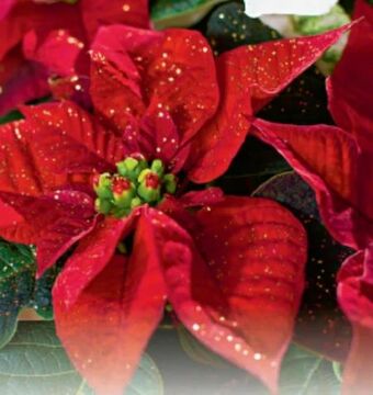 Metro Weihnachtsstern Angebot