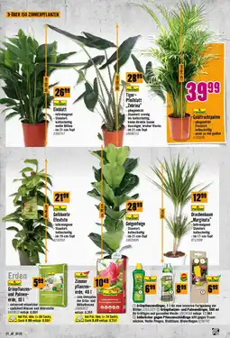 Hornbach Zimmerpflanzen Angebot