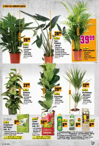 Hornbach Zimmerpflanzen Angebot