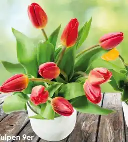 Eurospar Tulpen Angebot