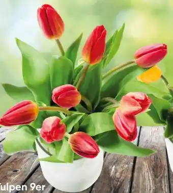 Eurospar Tulpen Angebot