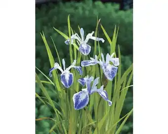 Hornbach Wasserschwertlilie FloraSelf Iris laevigata 'Mottled Beauty' H 10-70 cm Co 3 L Angebot