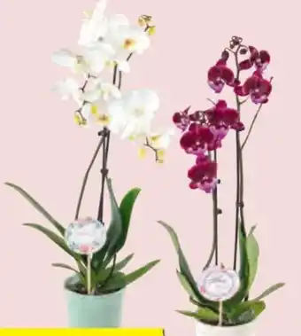 Hofer Orchideen Angebot