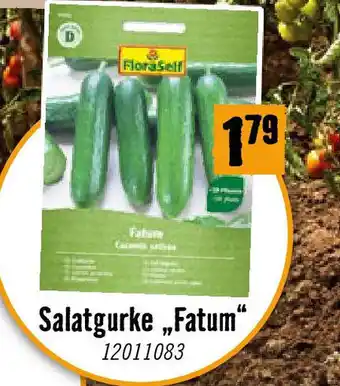 Hornbach Salatgurke Fatum Angebot