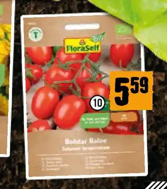 Hornbach Tomate Baloe F1 Angebot