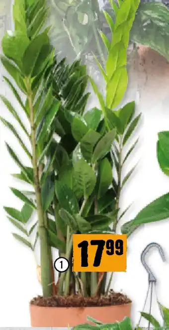 Hornbach Glücksfeder Höhe: 60-70 cm Angebot