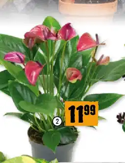 Hornbach Flamingoblume Purple Angebot