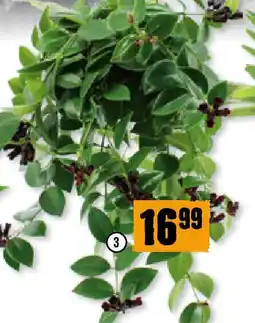 Hornbach Schamblumen-Ampel Mona Lisa Angebot