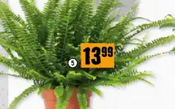 Hornbach Schwertfarn Green Lady Angebot