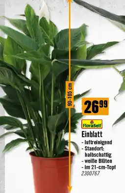 Hornbach Einblatt Angebot