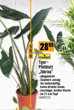 Hornbach Tiger- Pfeilblatt Zebrina Angebot