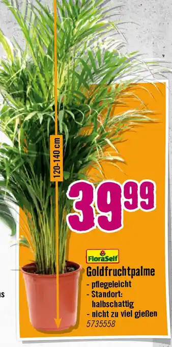 Hornbach Goldfruchtpalme Angebot