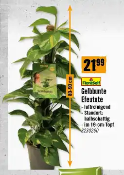 Hornbach Gelbbunte Efeutute Angebot