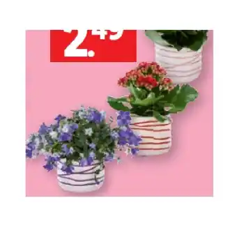 Lidl Blühpflanze Mini in Keramik Kalanchoe oder Campanula Lidl Angebot