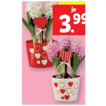 Lidl Hyazinthen „Valentin“ mit Herzstecker Lidl Angebot