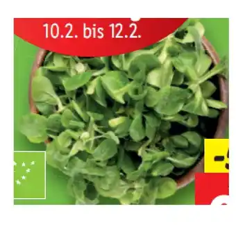 Lidl Bio Salate, sortiert Lidl Angebot