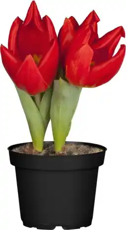 OBI Grow by Obi Tulpen Mix Angebot