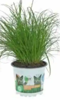 OBI Katzengras Angebot