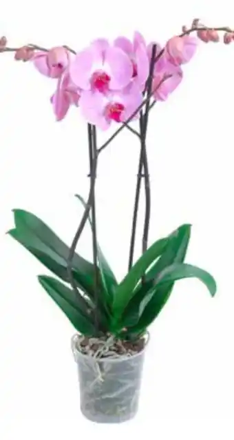 OBI Schmetterlings Orchideen Angebot