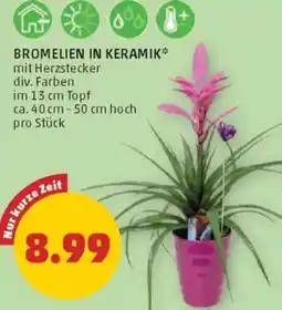 PENNY Bromelien in keramik Angebot