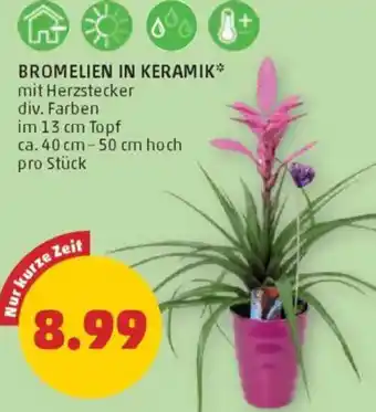 PENNY Bromelien in keramik Angebot