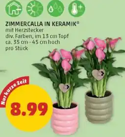 PENNY Zimmercalla in keramik Angebot