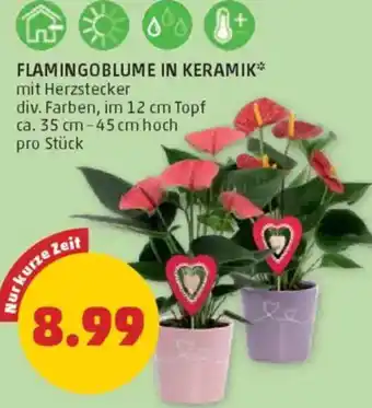 PENNY Flamingoblume in keramik Angebot