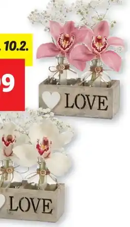 Lidl Orchideenblüte Love in Holzkiste Angebot