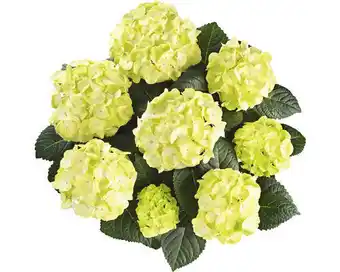 Hornbach Bauernhortensie Hydrangea macrophylla 'Caipirinha' H 30-40 cm Co 5 L Angebot