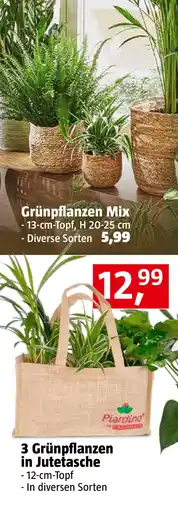 Bauhaus Piardino Zimmerpflanzen-Mix in Jute Angebot