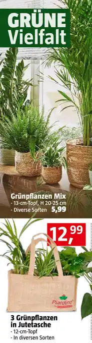 Bauhaus Piardino Pflanzen-Mix Angebot