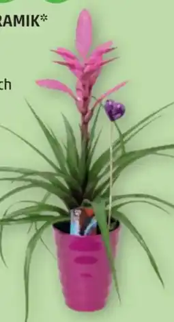 PENNY Bromelien im Keramik Angebot