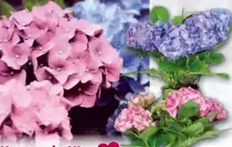 Norma Hortensie Angebot