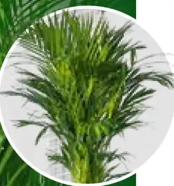 Bauhaus Areca Palme Angebot