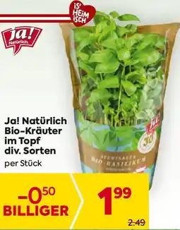 Billa Bio-Kräuter Angebot