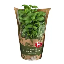 Billa frische Bio-Kräuter im Topf div. Sorten BILLA Angebot