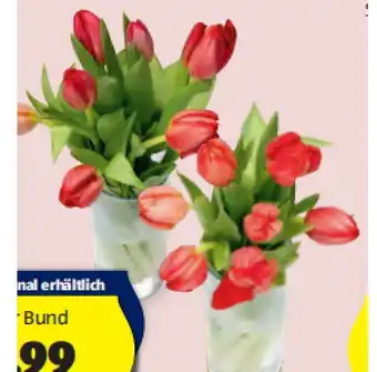 Hofer Tulpen HOFER Angebot