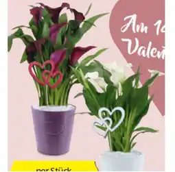 Hofer Calla versch. Blütenfarben HOFER Angebot