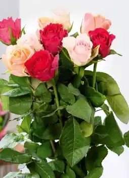 Interspar Rainbow Rosen Angebot