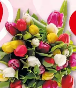 Interspar Tulpen Angebot