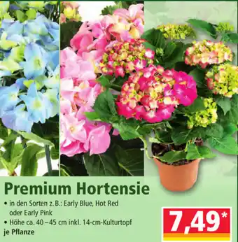 Norma Premium Hortensie 40-45 cm Angebot