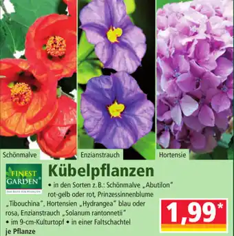 Norma Finest Garden Kübelpflanzen Angebot