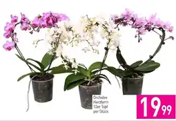 Sutterlüty Orchidee Herzform Angebot