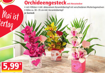 Norma Orchideengesteck Angebot